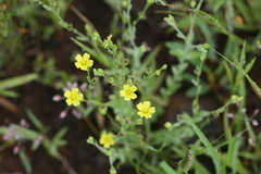Linum mysurense